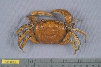 藏品(圓形圓盤蟹)的圖片